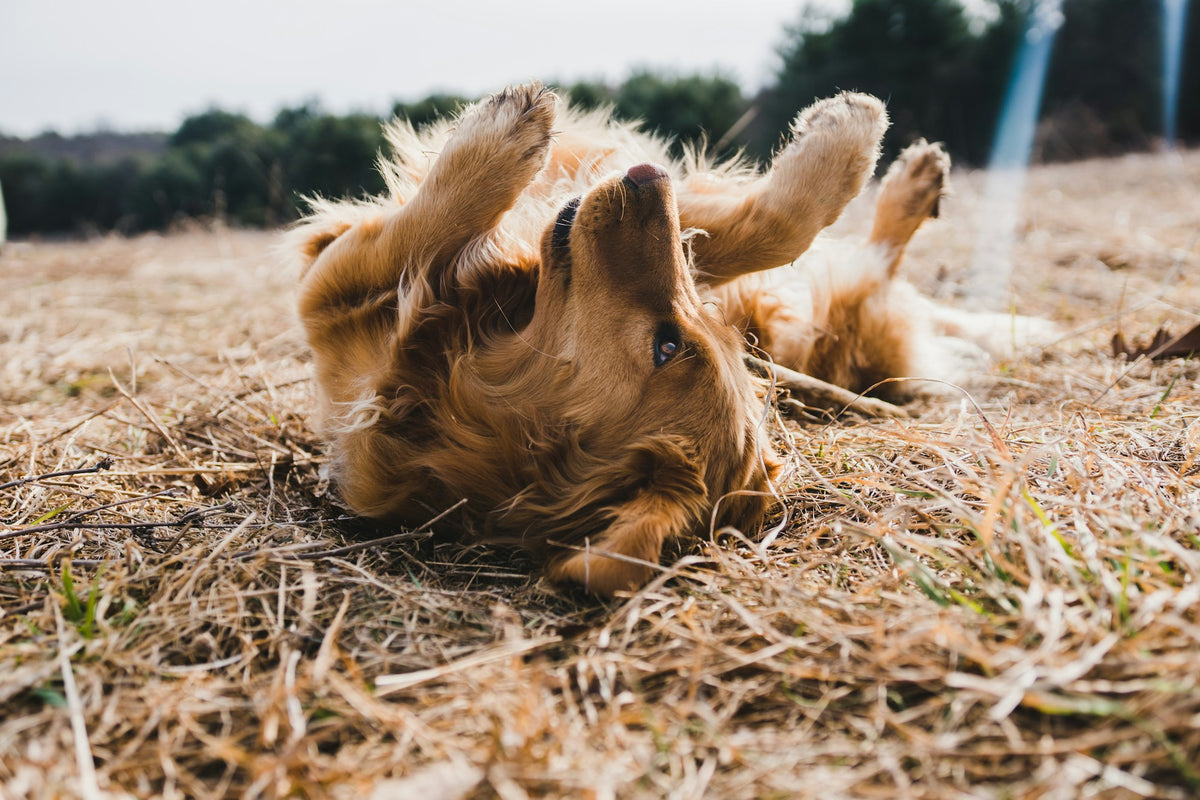 Happy dog catching a ball